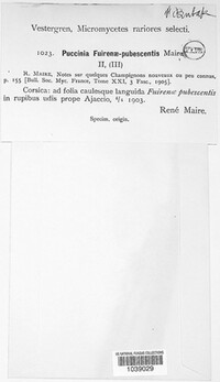 Puccinia fuirenae image